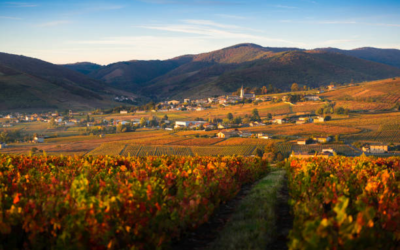 Les vins de Bourgogne : un patrimoine mondialement connu